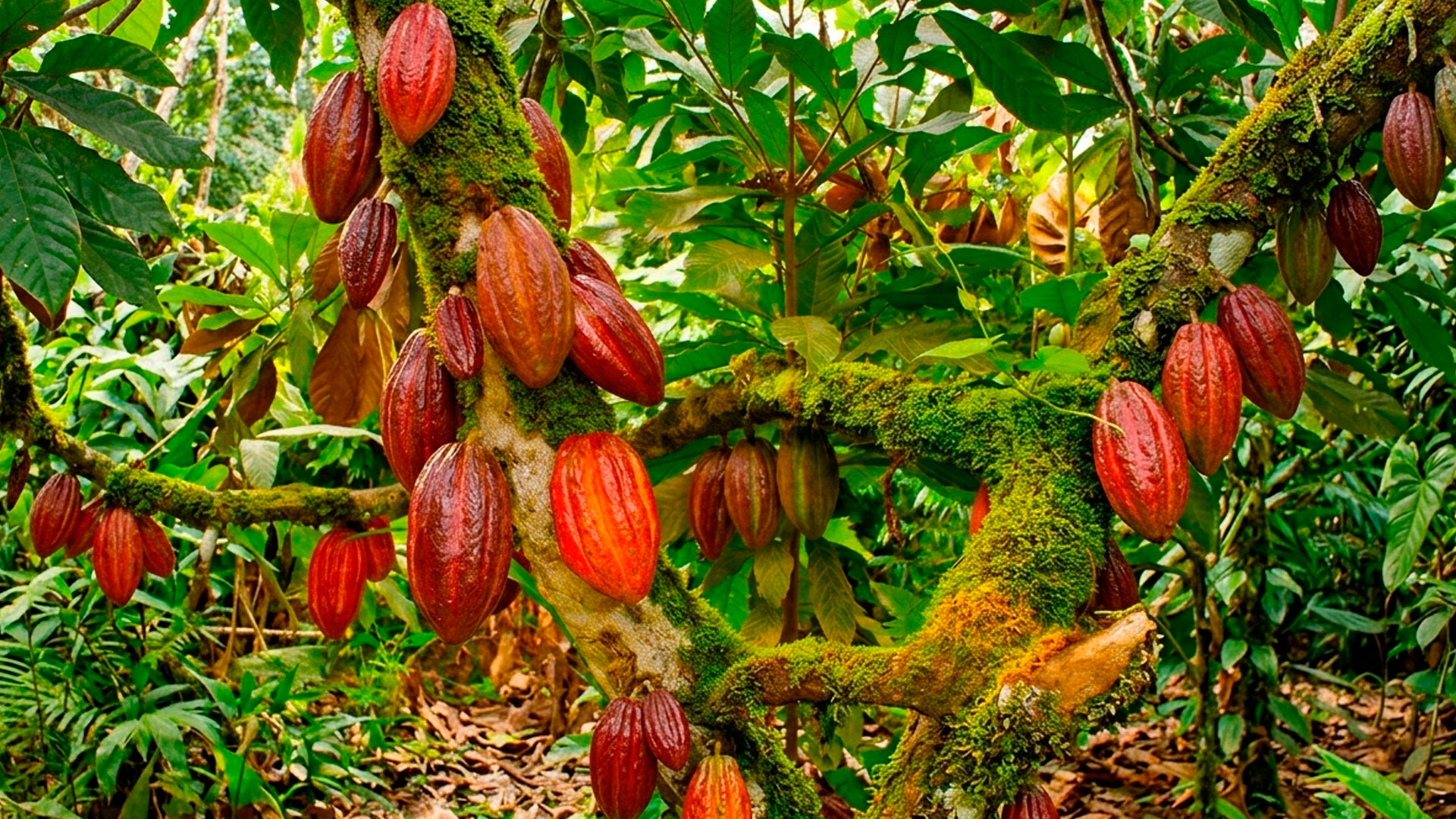 Chazuta – La Ruta Del Cacao y Chocolate Orgánico
